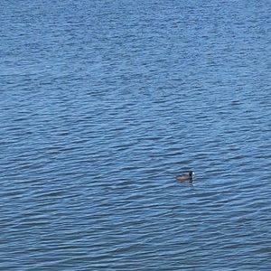 Meet your Posher, Jamil